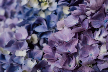 Beautiful pastel blue and purple hydrangea flowers in bloom, close up. Summer floral texture for background