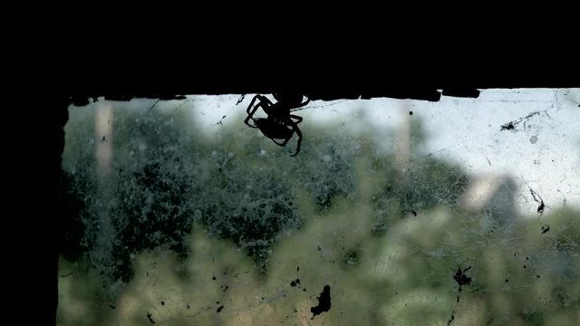 Sihlouete spider while making cocoon on a fly trapped in the web 