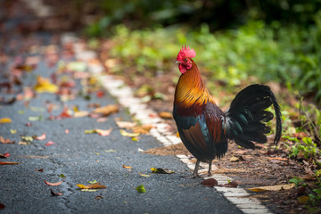 Red jungle fowl was looking for food along the road in the forest of Thailand.