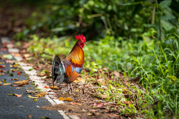 Red jungle fowl was looking for food along the road in the forest of Thailand.