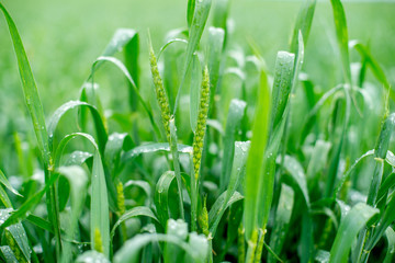Fototapeta na wymiar green wheat field with raindrops