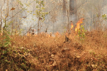 yearly, annual wild fires, lit by locals, burning through the under growth in the national parks, trees and heavily forested areas of Mae Hong Son, Northern Thailand, Southeast Asia