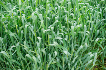 green wheat field with raindrops
