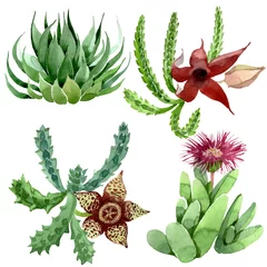 Gardinen Dschungel Green cactus floral botanical flower. Watercolor background illustration set. Isolated cacti illustration element.  © LIGHTFIELD STUDIOS