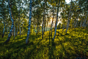 mountain landscape with trees and blue sky