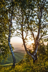 mountain landscape with trees and blue sky