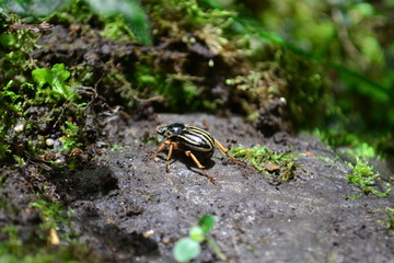 Escarabajo negro con lineas amarillas en medio de la naturaleza