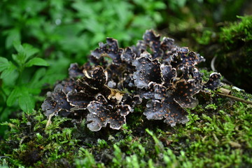Liquen folioso de color negro