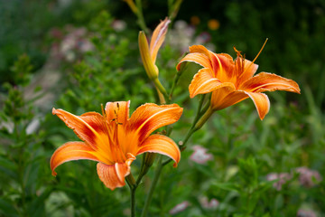 Fototapeta premium Blooming lily. Orange flower. Lilium amabile, the friendly or lovable lily.