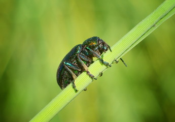 Green shiny beetle sitting on a blade of grass close-up