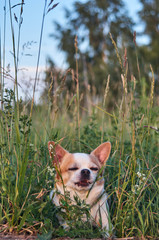 dog chihuahua white-red color in the grass on the nature in the forest