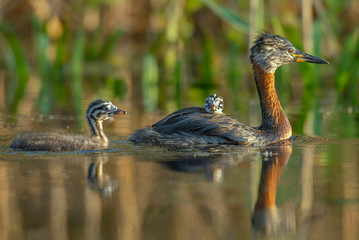Red-necked grebe with it's chicks on the water, with one chick sitting in the back of the mother and the other one swimming near it's mother. © Adi