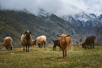 Cabras o ovejas pastando en un bonito prado con montañas nevadas de fondo y niebla.