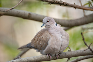 Pigeon sitting on the branch, in the tree