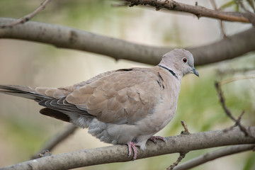 Pigeon sitting on the branch, in a tree, looking away