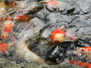 Hungry Koi