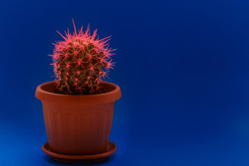 The cactus is bright,tropical, the color is on trendy blue background. Close up. Isolate. Cheerful mood.