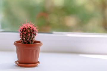 Cactus stands on the windowsill by the window in the dining room or cafe for warm sunlight and good mood