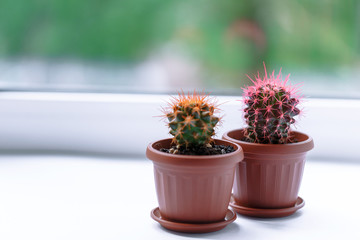 Cactus and a small potted cactus stands on the windowsill by the window in the dining room or cafe for warm sunlight and good mood