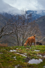 Cabras o ovejas pastando en un bonito prado con montañas nevadas de fondo y niebla.