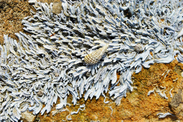 Barnacle group on the beach close up