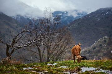 Naklejka premium Cabras o ovejas pastando en un bonito prado con montañas nevadas de fondo y niebla.
