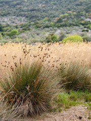 beautiful mediterranean plants standing near the shore