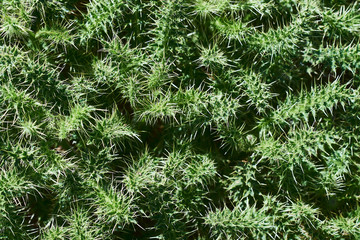 Fotografía de texturas vegetales de color verde con flores. 