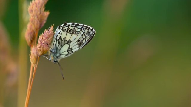 Close up shot of a Melanargia Galathea resting on ryegrass, slightly moving in the wind, with a field in the background, on a sunny evening