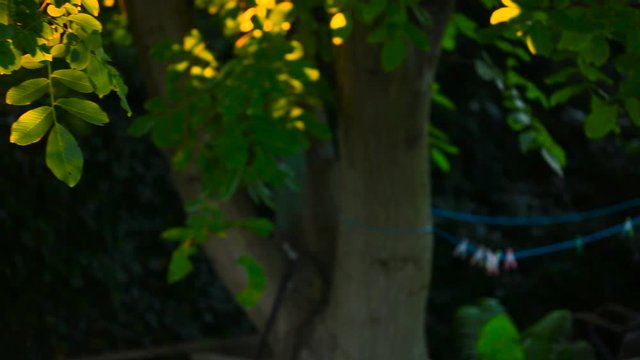 Panning Shot Of A Swarm Of Mosquitos Flying Under A Walnut Tree Branches, In Sunset Light, On A Backyard Garden