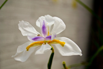 Flor Iris blanco