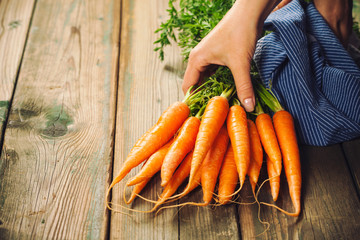 Hands of woman and Fresh Carrots bunch on rustic background