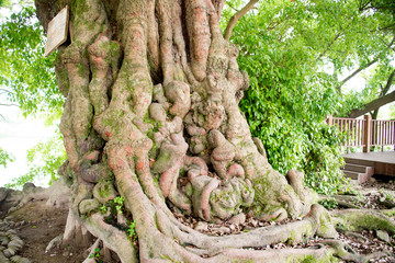 Ficus Microcarpa Linn. F.
