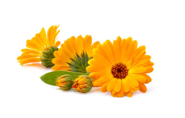 Calendula. Flowers with leaves isolated on white