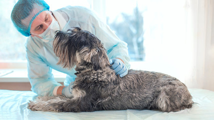 The dog is on the table, the veterinarian examines a sick animal. Medicine