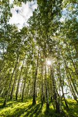 Fototapeta premium trees in the forest