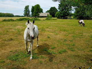 koń na pastwisku © michalsen
