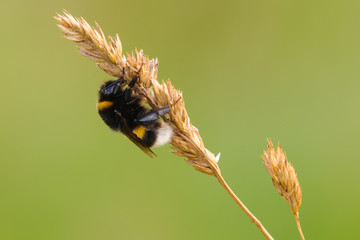  Bumble-bee, genus Bombus sleeping on dry grass at dusk-closeup