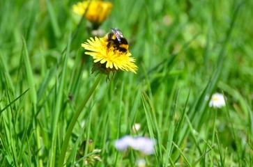 Hummel 