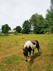 koń na pastwisku © michalsen