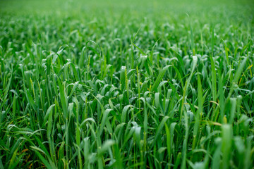 green wheat field with raindrops