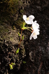 日本の桜の王者　染井吉野