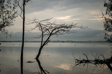 Fototapeta premium Tree in Water