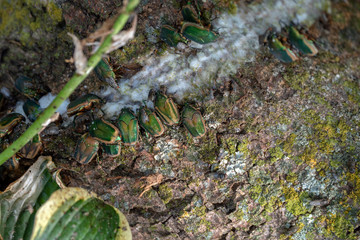 June bugs feast on oozing white foaming slime flux from a diseased mimosa tree in southwest...