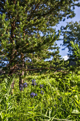 Fototapeta premium mountain landscape with trees and blue sky
