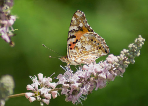Painted lady butterfly (Vanessa cardui) isolated on a chaste tree flower (Vitex agnus-castus) in a bright sunlight, with green foliage, flowers and dark shadows in soft focus at the background.