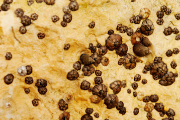 Barnacle group on the beach close up