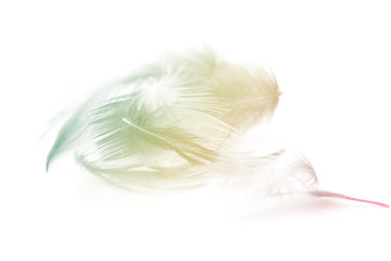 Blurred pastel feather blur, Pastel colors are simulated in feathers
