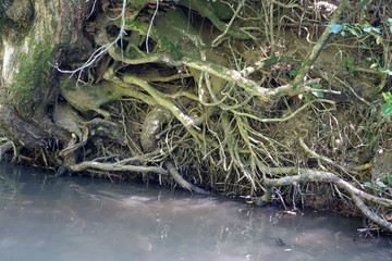 ROOTS AT THE BROOK SIDE . WURZELN AM BACHUFER