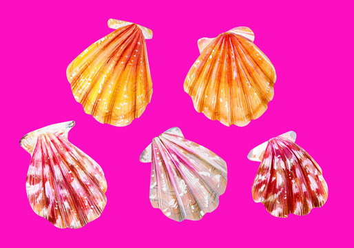 A set of five sea scallops. Summer season.